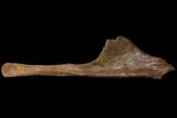 Fossil Hadrosaur Nasal Bone - Hell Creek Formation #115345-2